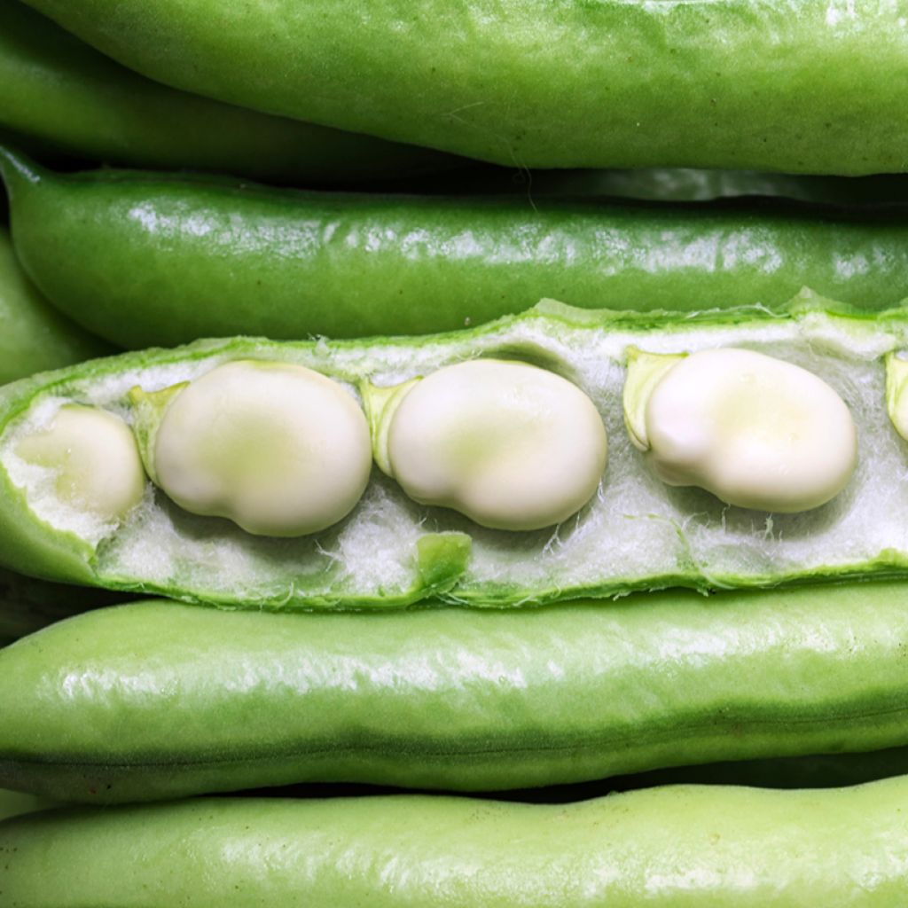 Broad Bean White Extra Early