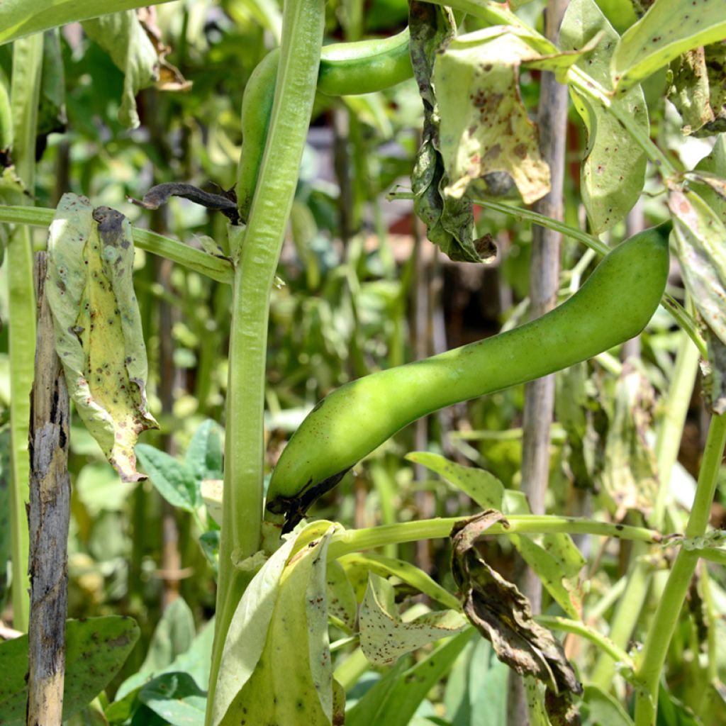 Broad bean Bunyards Exhibition