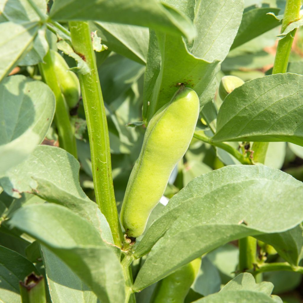 Broad bean Crimson Flowered