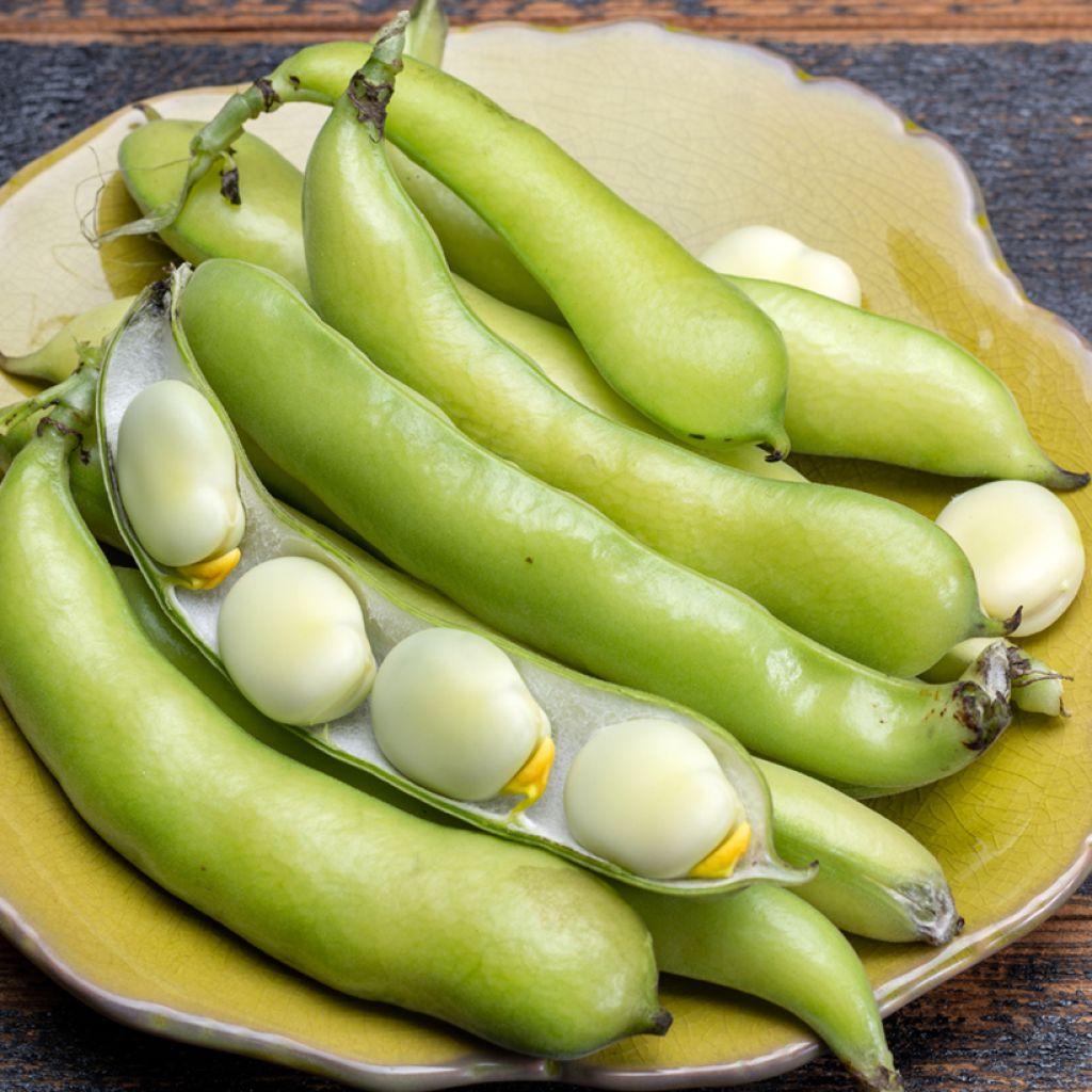 Broad Bean Threefold White