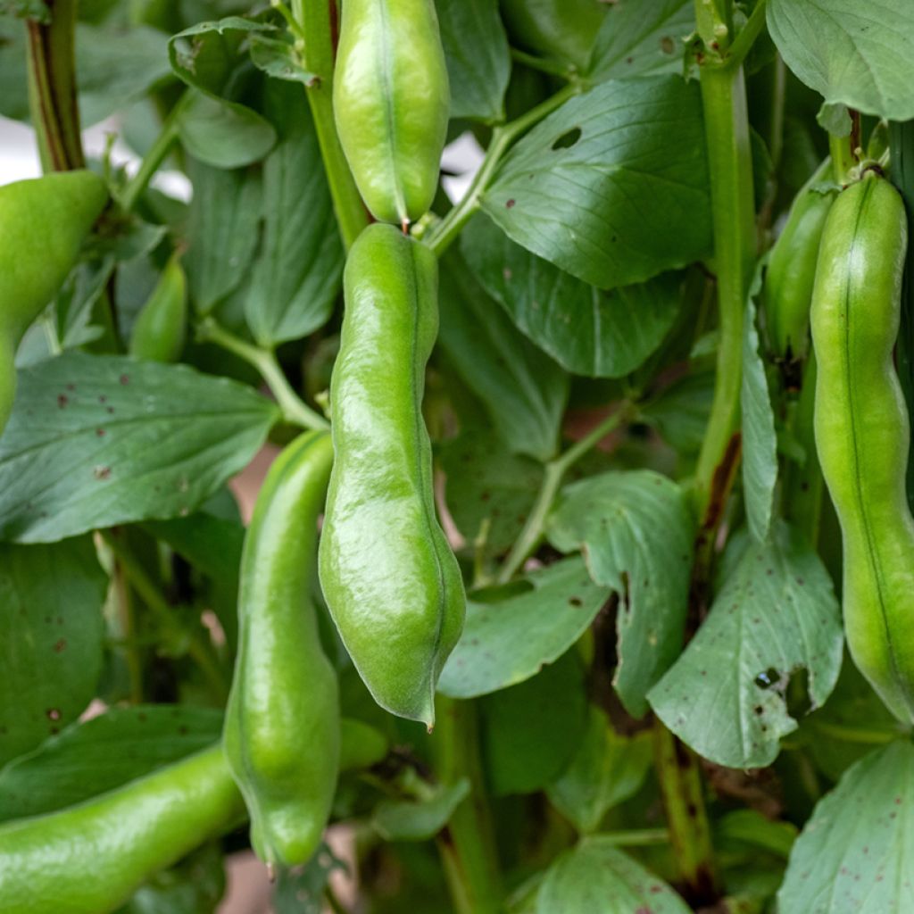 Broad Bean Witkiem Vroma