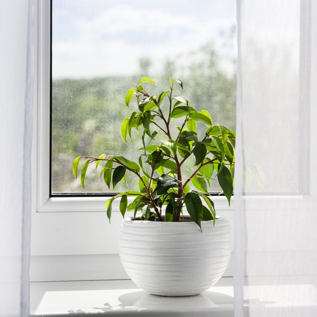 Ficus benjamina Exotica - Weeping fig