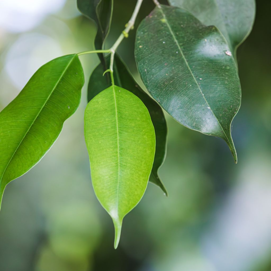 Ficus benjamina Exotica - Weeping fig