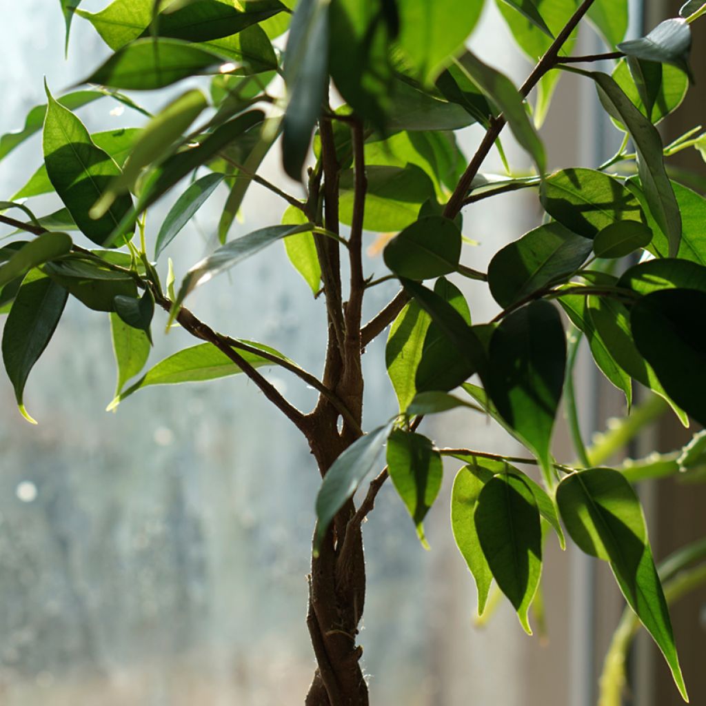 Ficus benjamina Natasja - Weeping fig