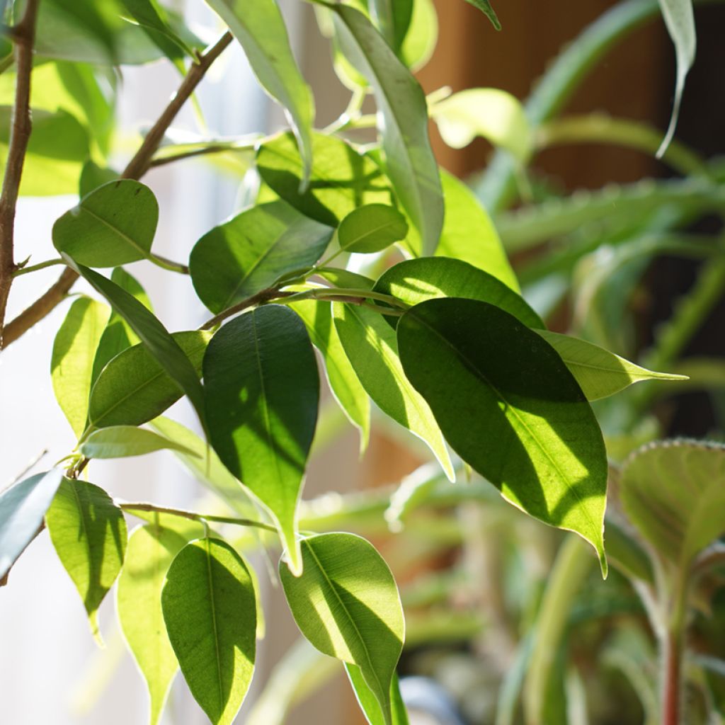 Ficus benjamina Natasja - Weeping fig