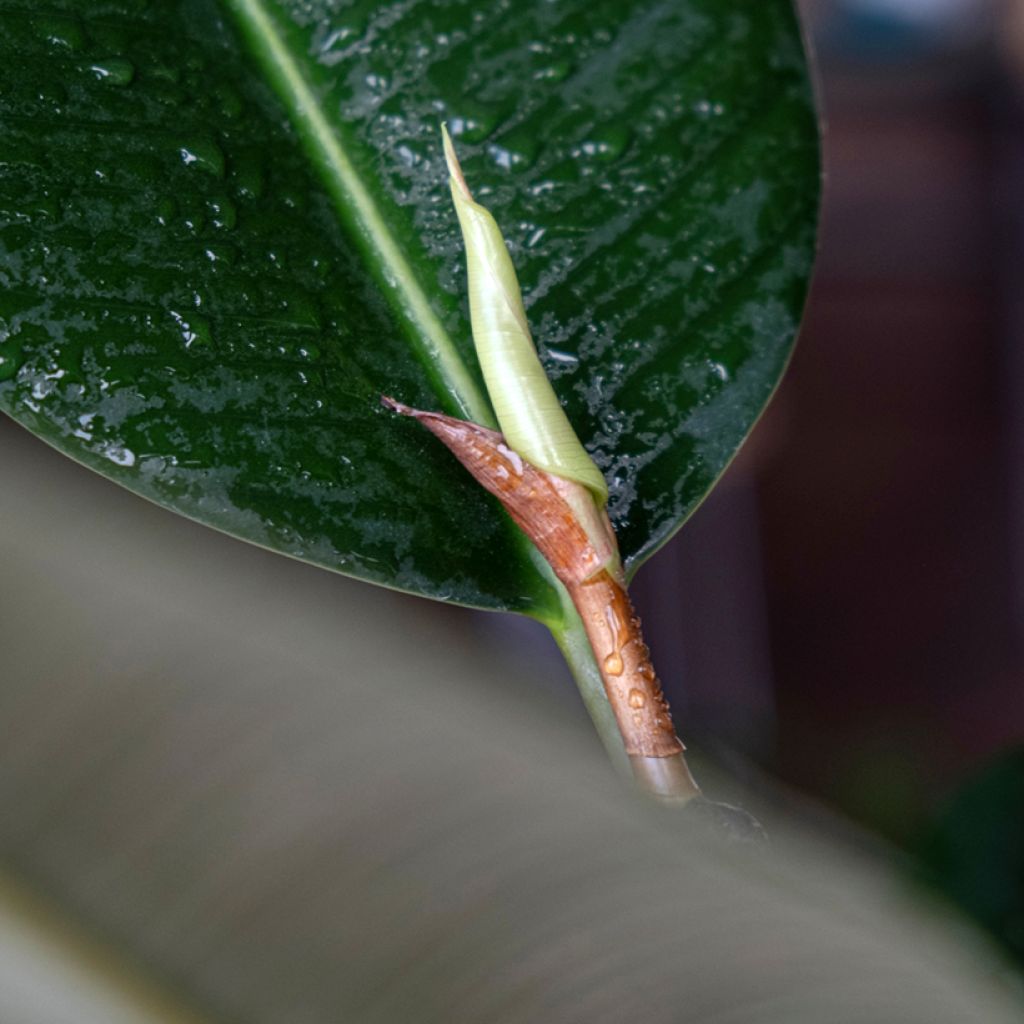 Ficus elastica Robusta - Rubber plant