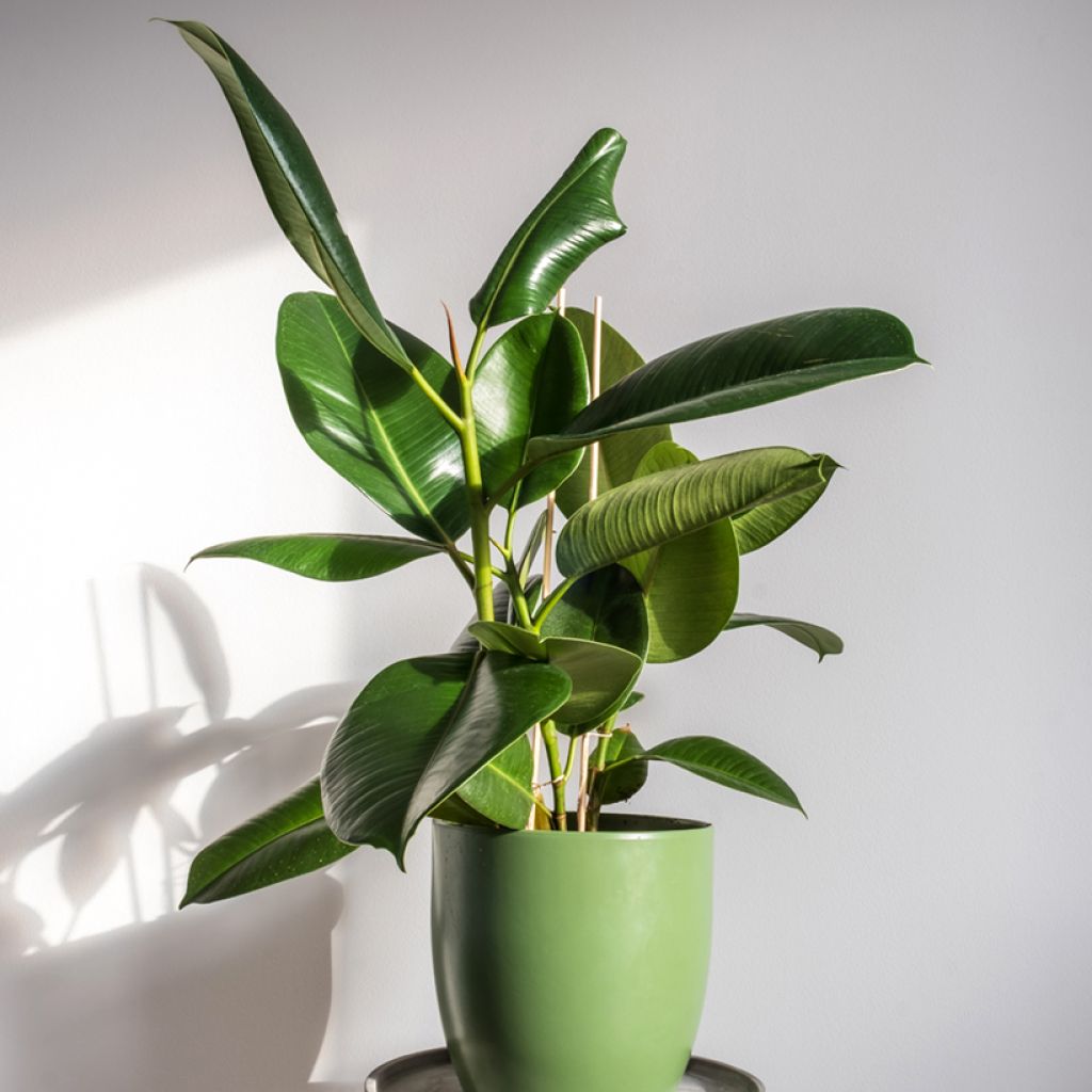 Ficus elastica Robusta - Rubber plant