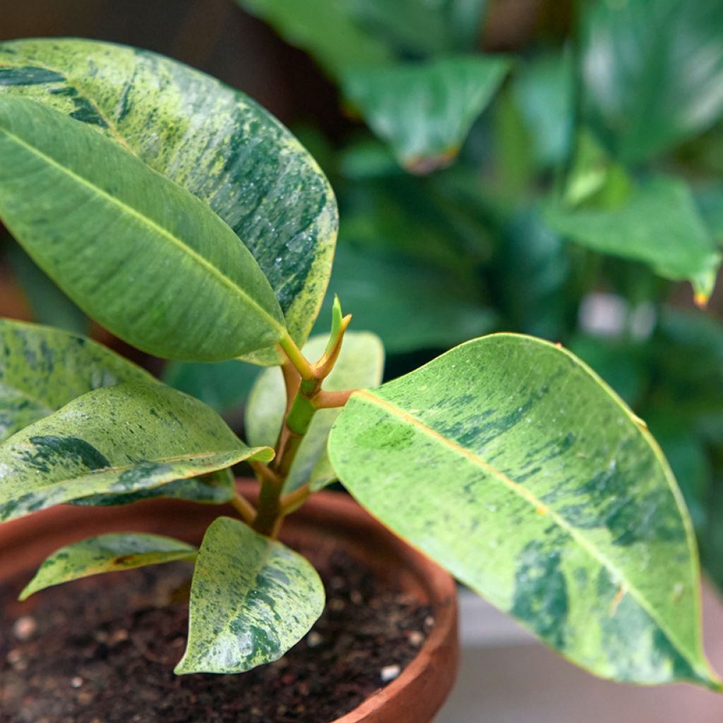 Ficus elastica Shivereana - Schrijveriana Moonshine - Variegated Rubber Plant - Moonshine Rubber Tree