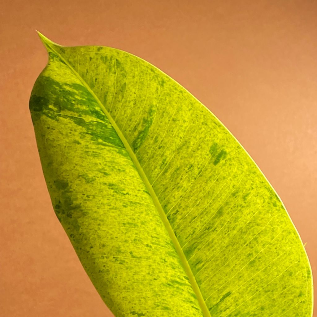 Ficus elastica Shivereana - Schrijveriana Moonshine - Variegated Rubber Plant - Moonshine Rubber Tree