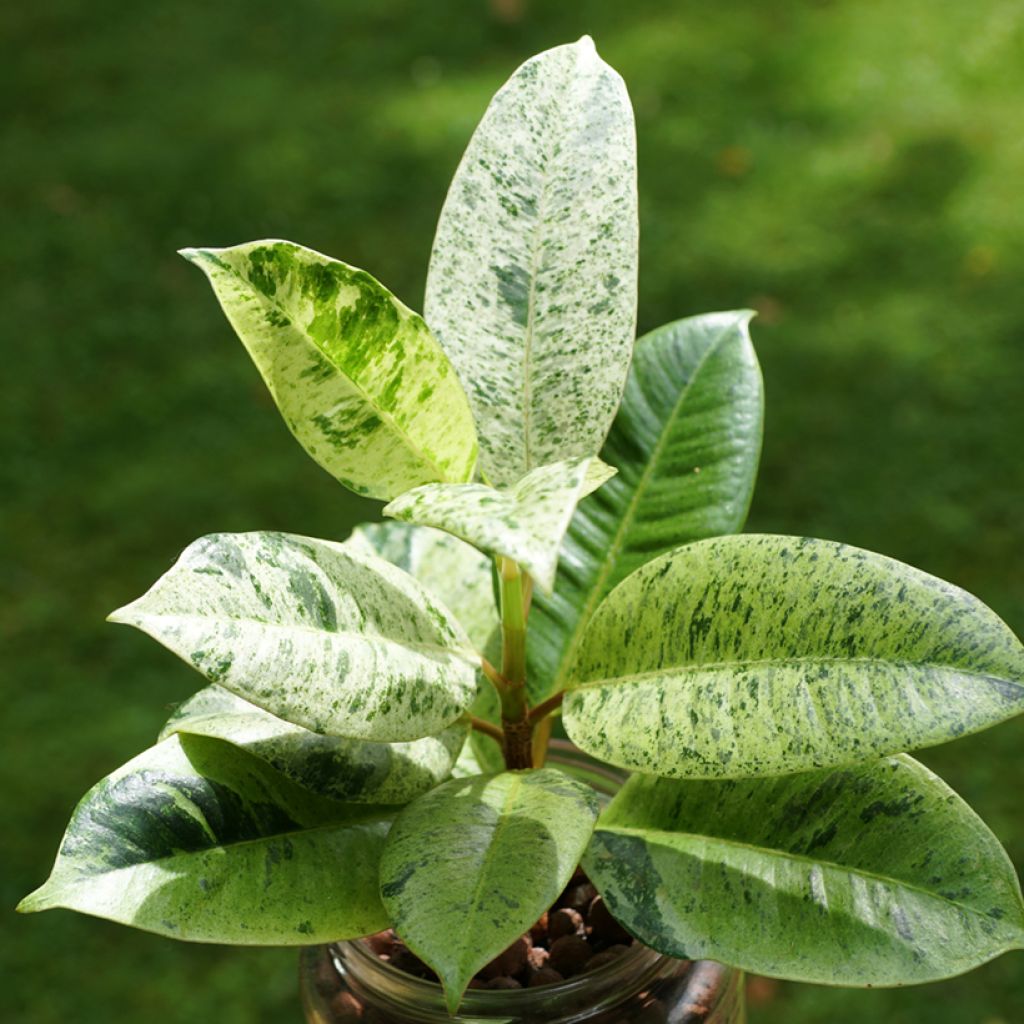 Ficus elastica Shivereana - Schrijveriana Moonshine - Variegated Rubber Plant - Moonshine Rubber Tree