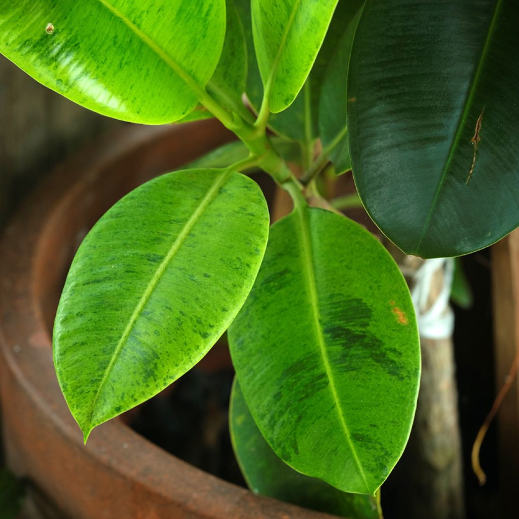 Ficus elastica Shivereana - Schrijveriana Moonshine - Variegated Rubber Plant - Moonshine Rubber Tree