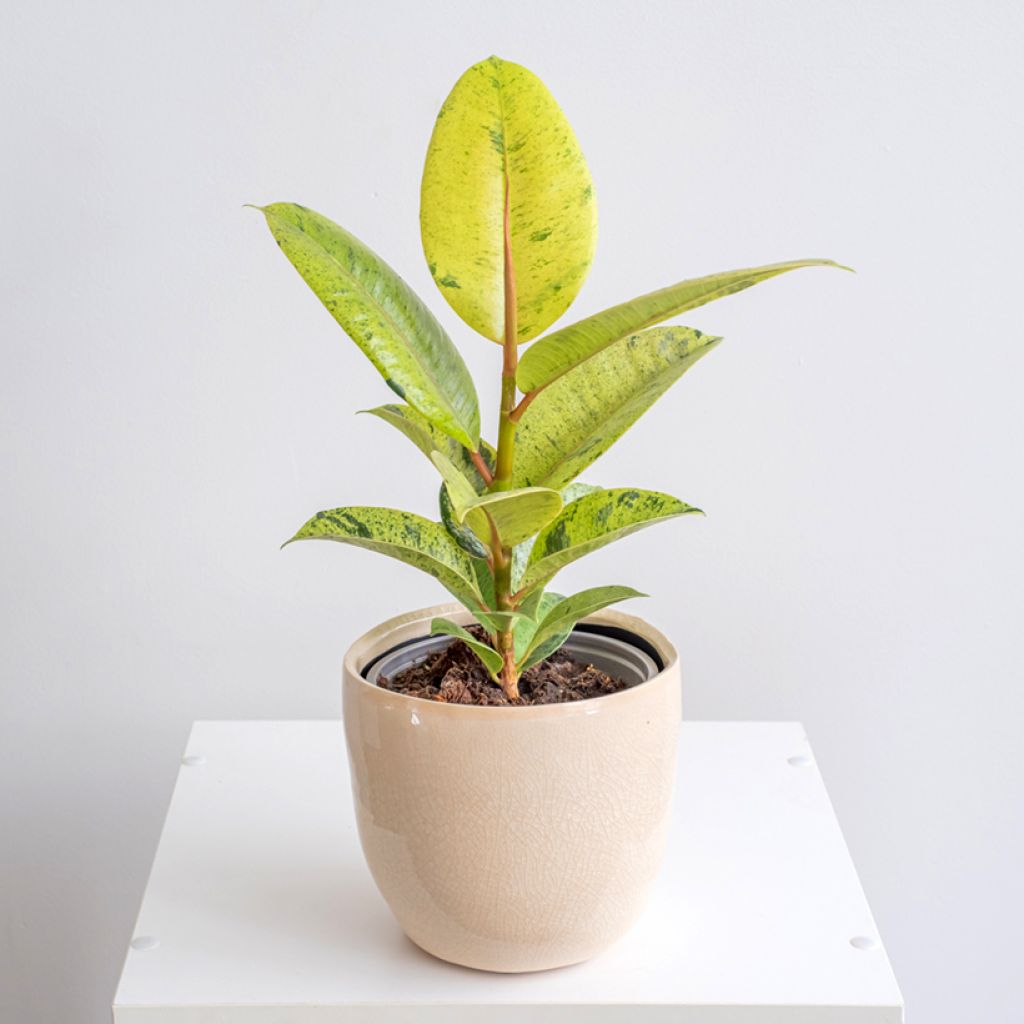 Ficus elastica Shivereana - Schrijveriana Moonshine - Variegated Rubber Plant - Moonshine Rubber Tree