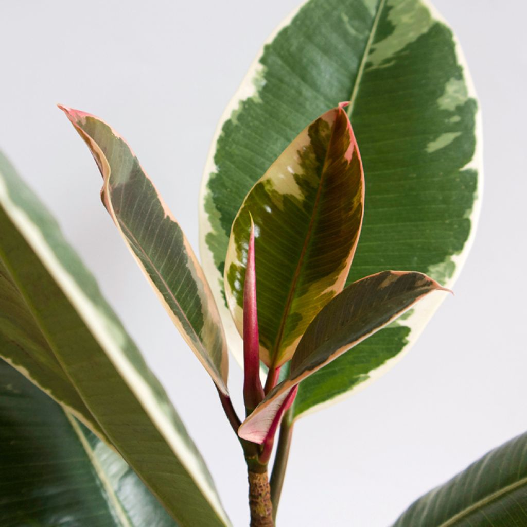 Ficus elastica Tineke - Rubber plant