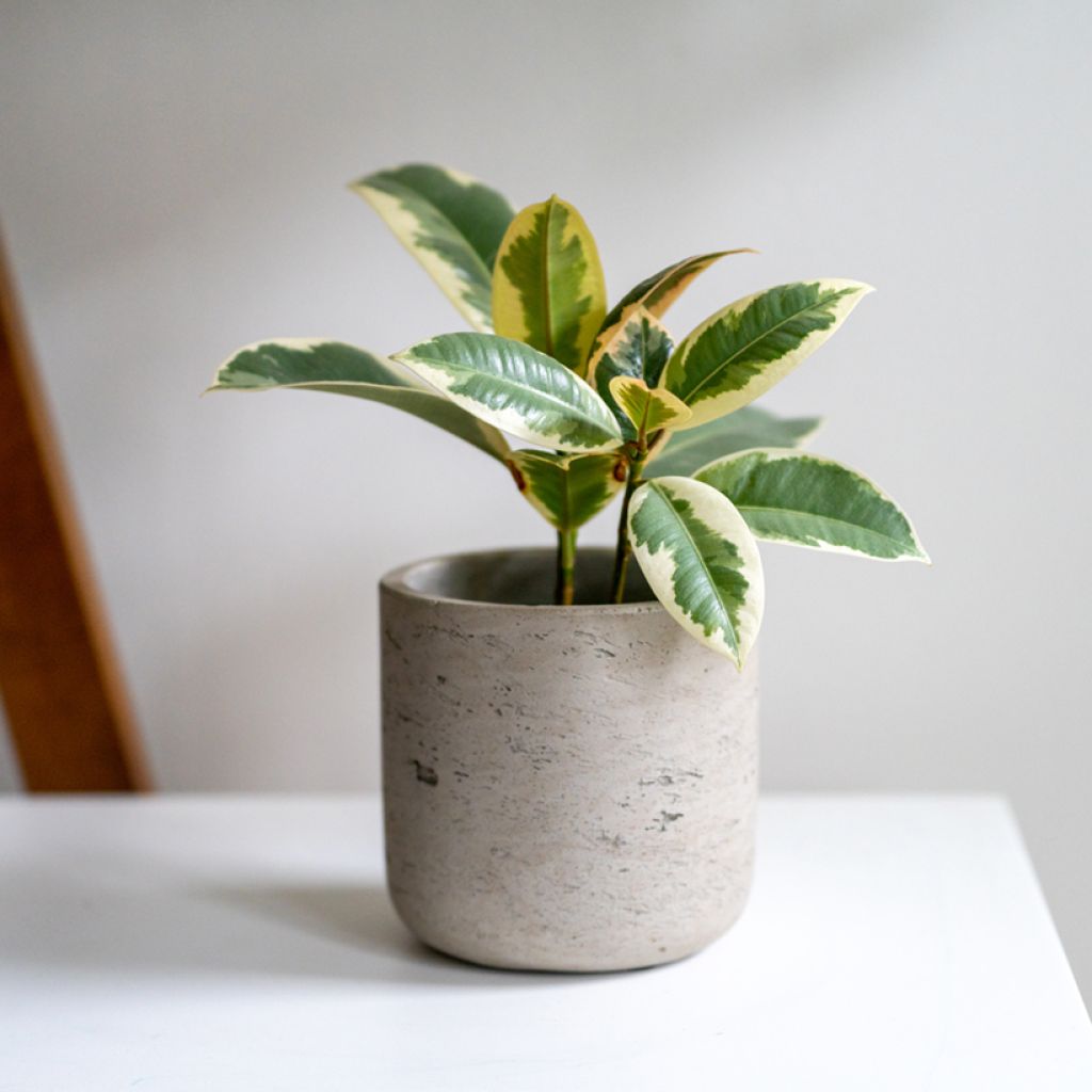 Ficus elastica Tineke - Rubber plant