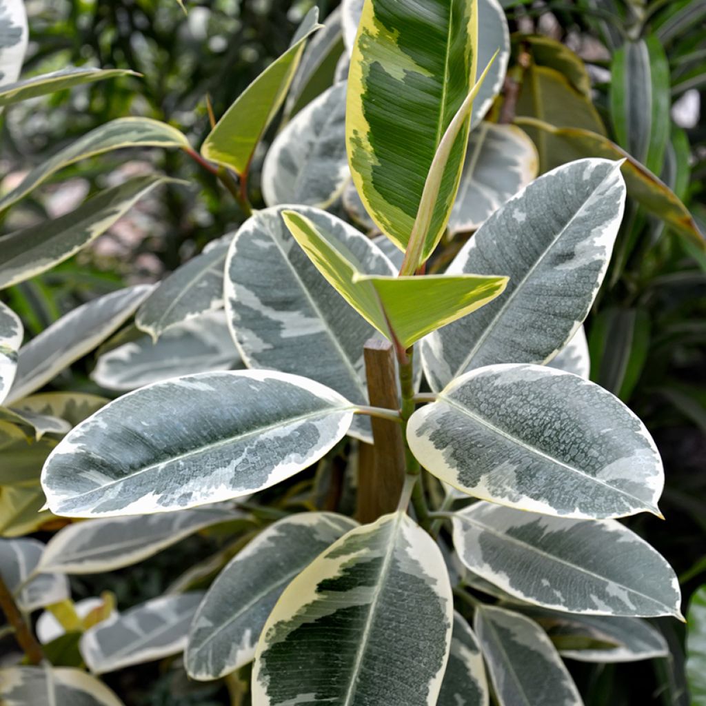 Ficus elastica Tineke - Rubber plant