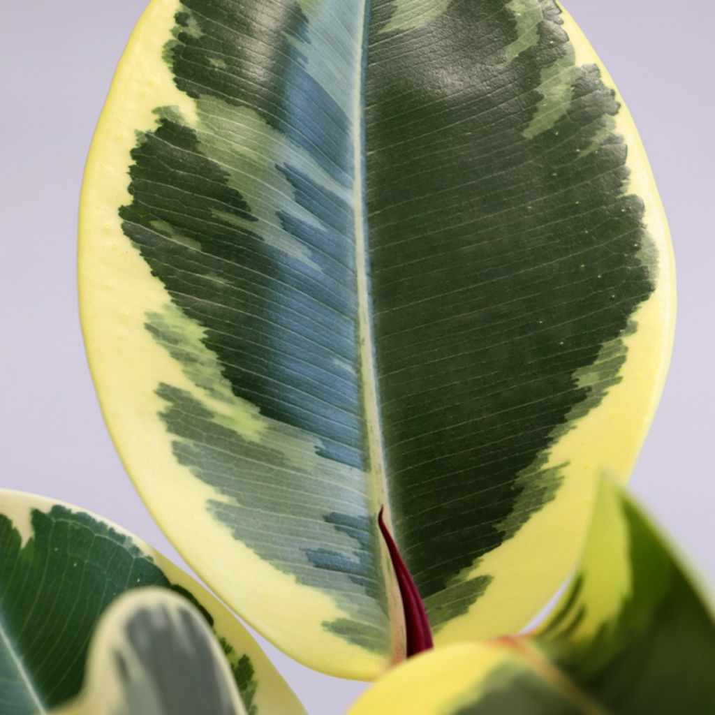 Ficus elastica Tineke - Rubber plant