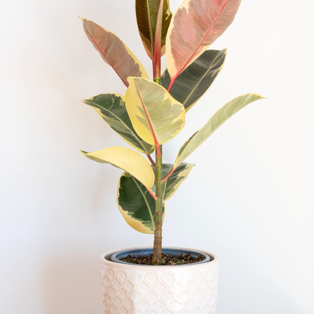 Ficus elastica Tineke - Rubber plant