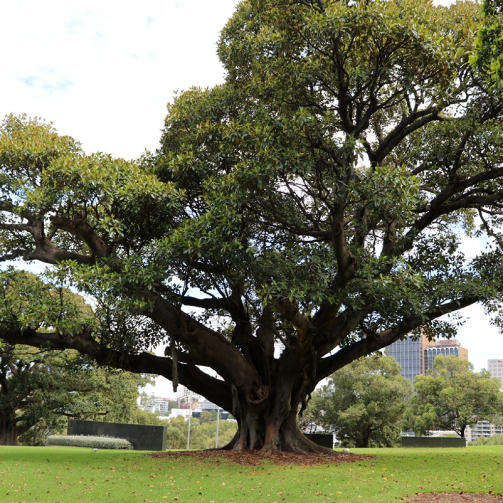 Ficus rubiginosa Australis - Port Jackson fig