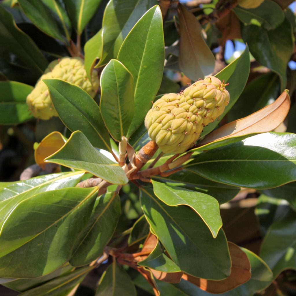 Ficus rubiginosa Australis - Port Jackson fig
