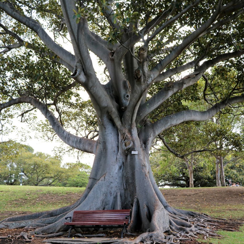 Ficus rubiginosa Australis - Port Jackson fig