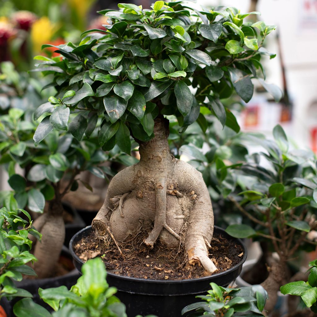 Ficus microcarpa Ginseng - bonsai