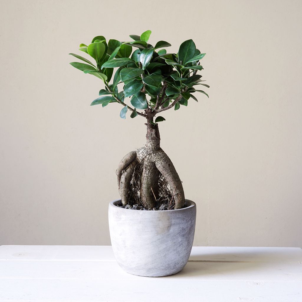 Ficus microcarpa Ginseng - bonsai