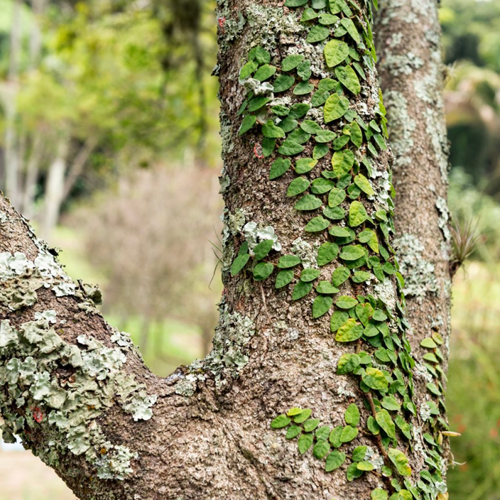 Ficus pumila Arina -Creeping fig