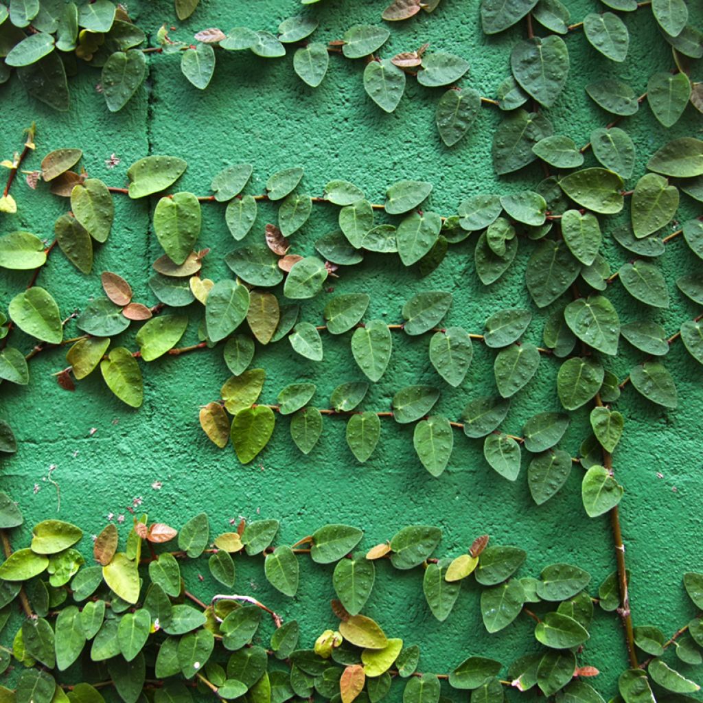 Ficus pumila Arina -Creeping fig
