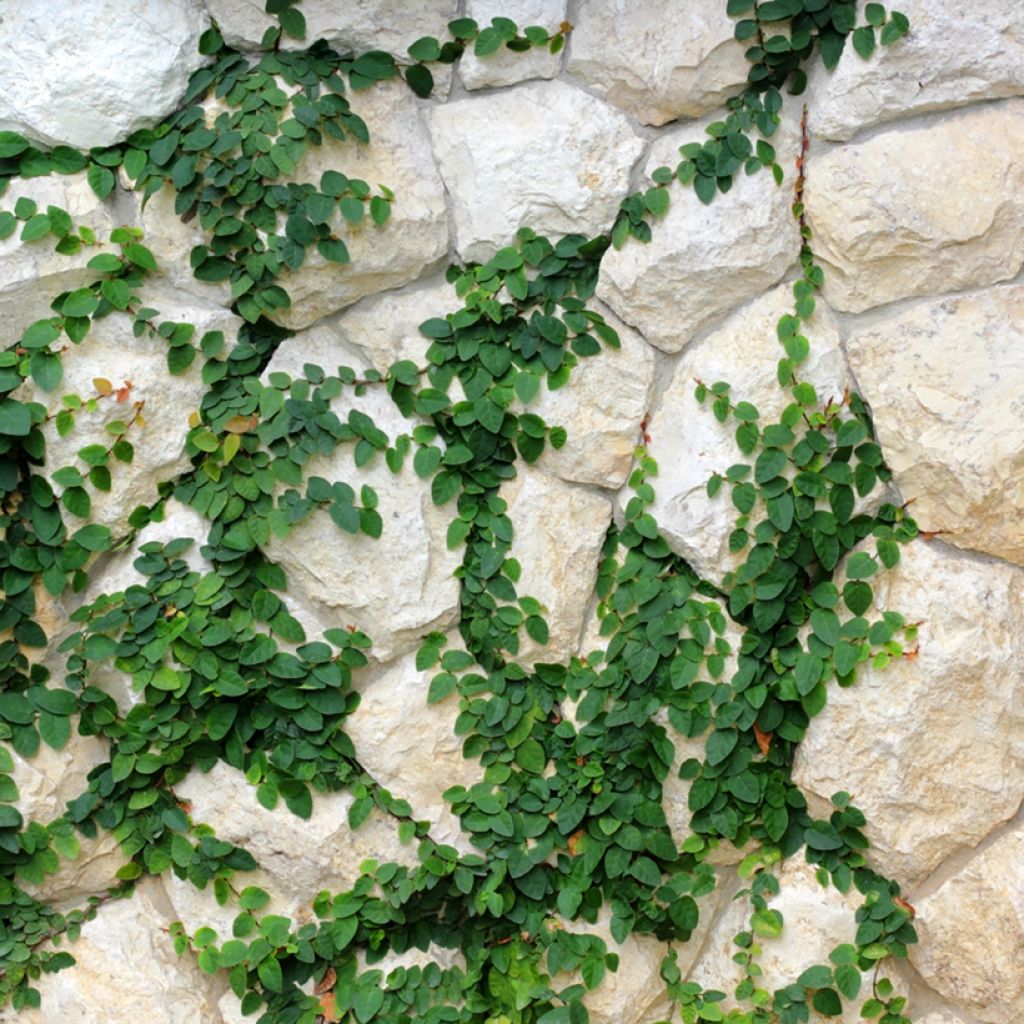 Ficus pumila Arina -Creeping fig
