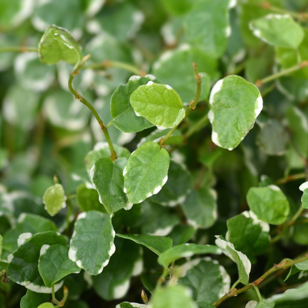 Ficus pumila Bellus -Creeping fig
