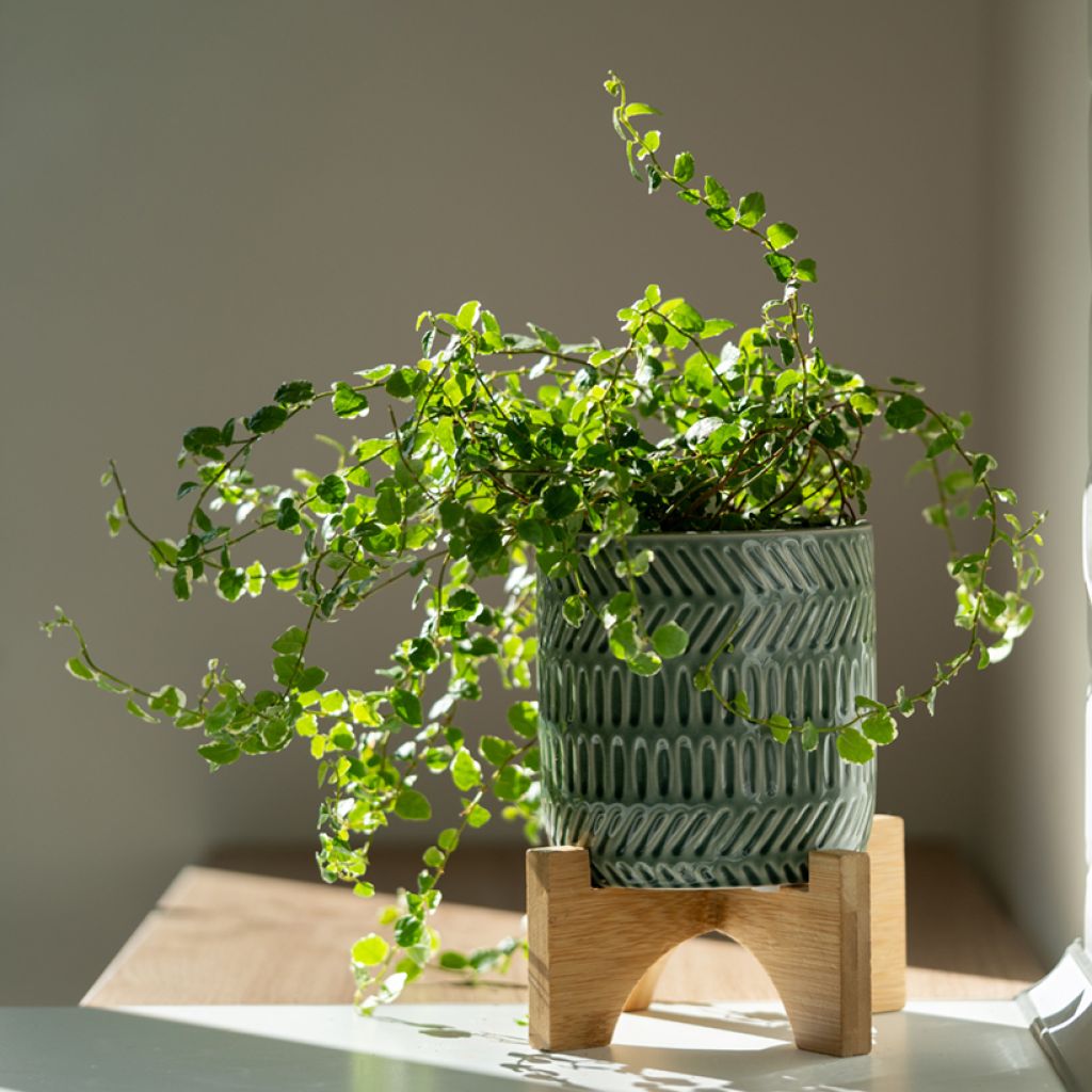 Ficus pumila Bellus -Creeping fig