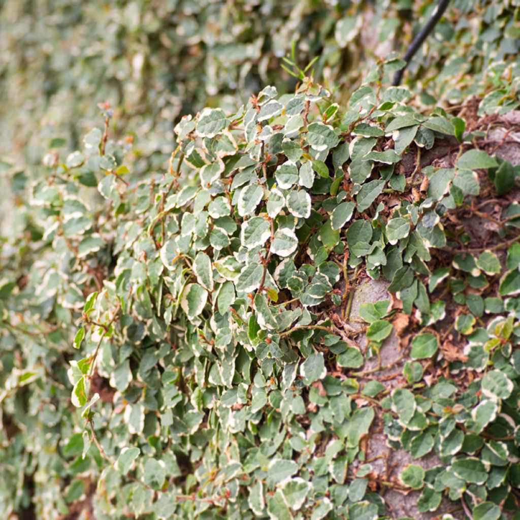 Ficus pumila Bellus -Creeping fig