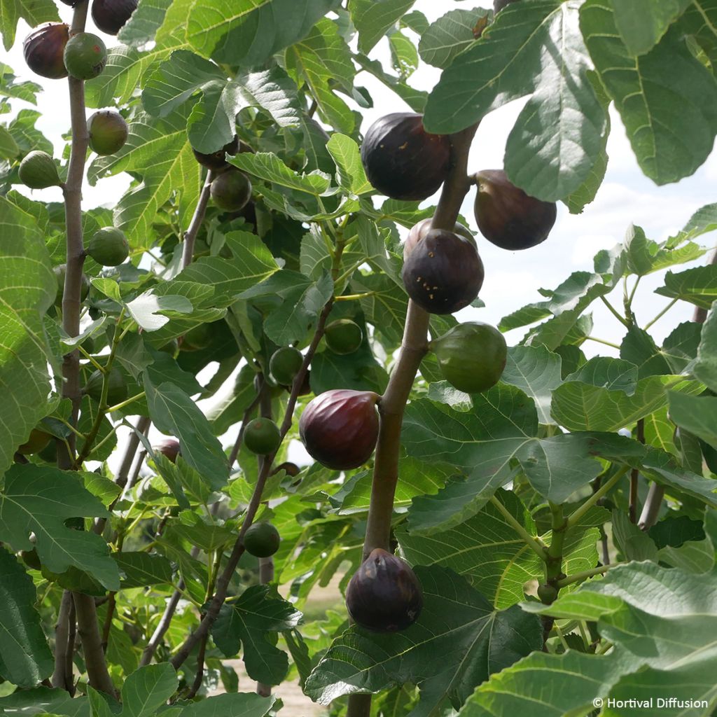 Ficus carica Rouge de juillet