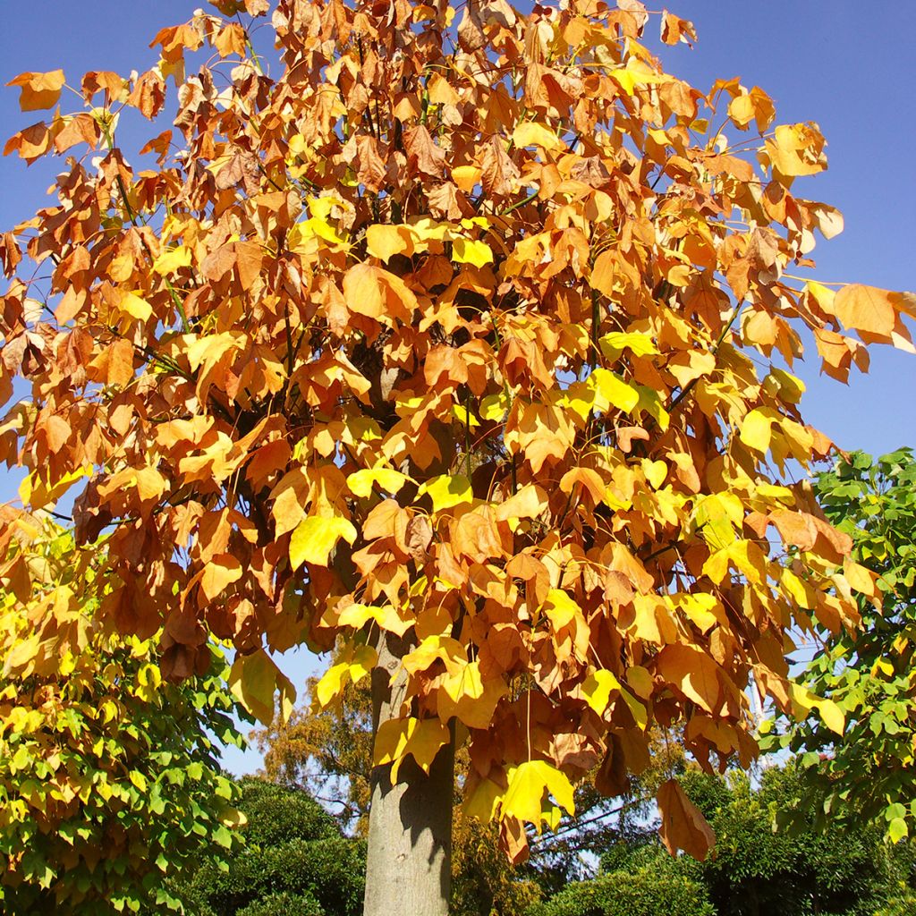 Firmiana simplex - Chinese Parasol Tree