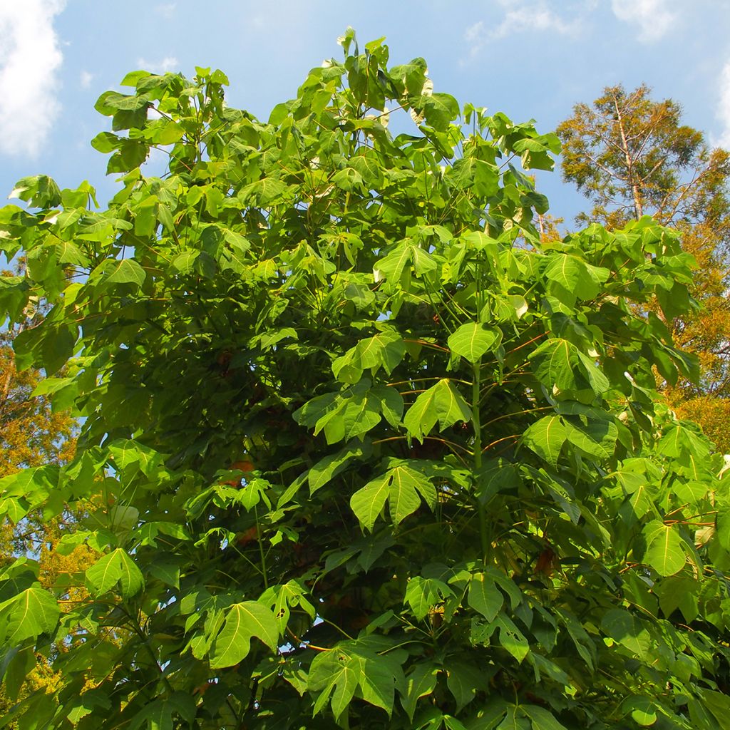 Firmiana simplex - Chinese Parasol Tree