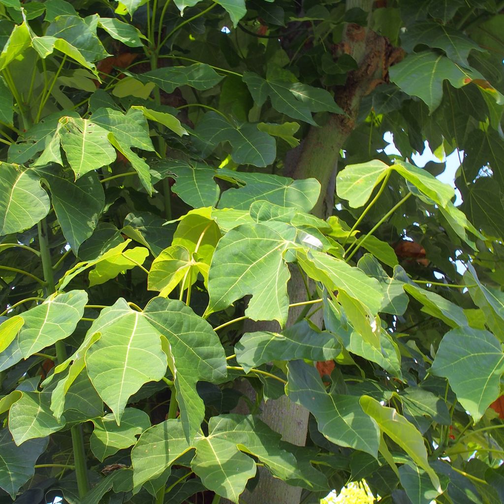 Firmiana simplex - Chinese Parasol Tree