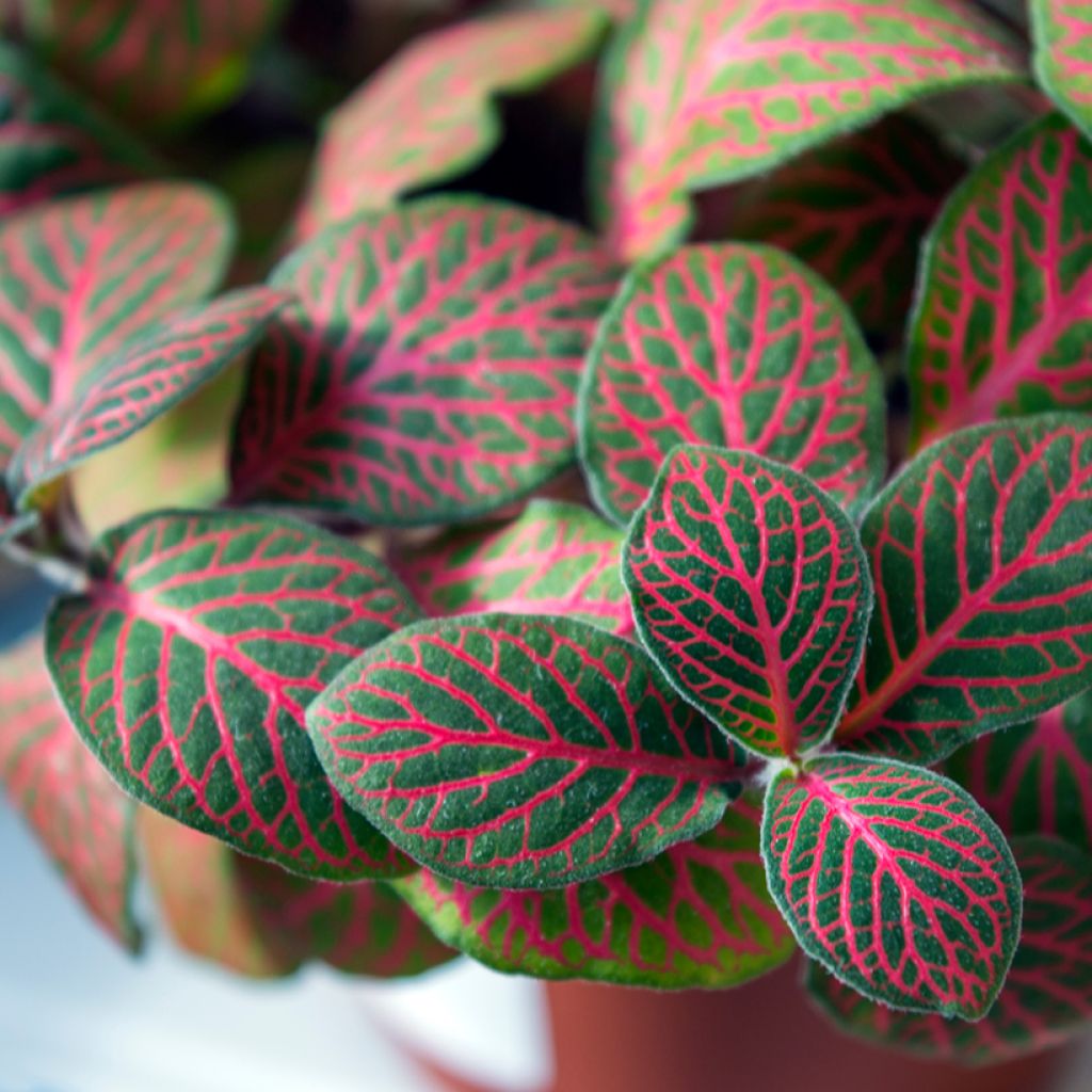 Fittonia albivenis Joly Josan Red - Nerve plant