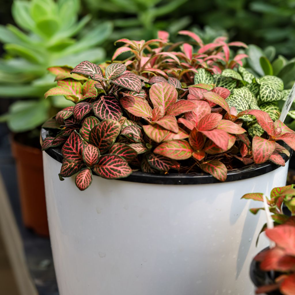Fittonia albivenis Joly Josan Red - Nerve plant