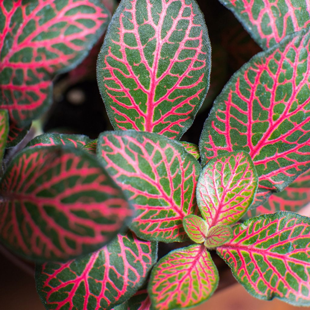Fittonia albivenis Joly Josan Red - Nerve plant