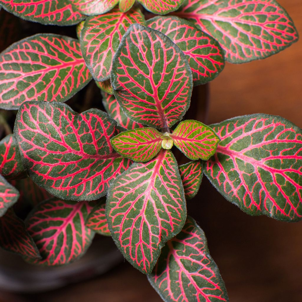 Fittonia albivenis Joly Josan Red - Nerve plant
