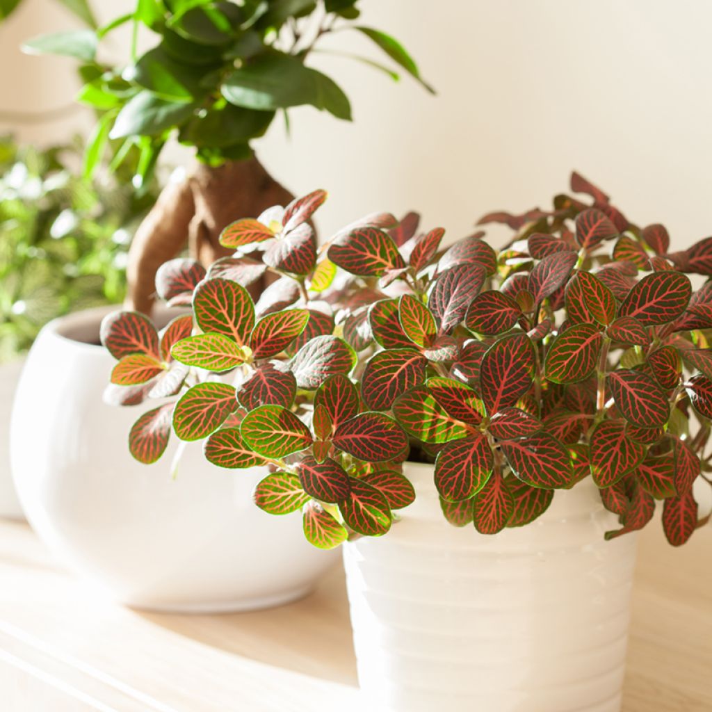 Fittonia albivenis Joly Josan Red - Nerve plant