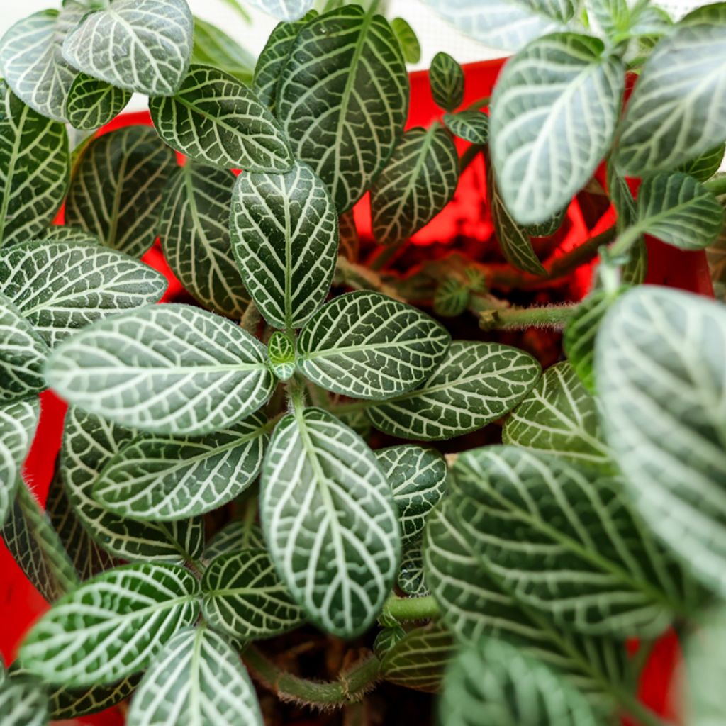 Fittonia albivenis Mini White - Nerve plant