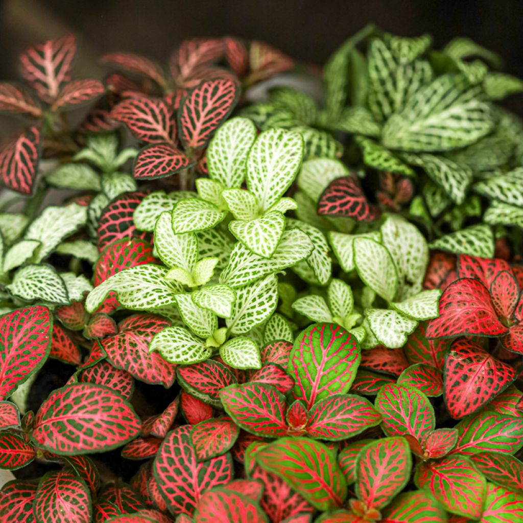 Fittonia albivenis Mini White - Nerve plant