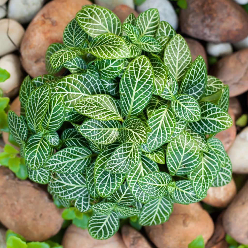 Fittonia albivenis Mini White - Nerve plant
