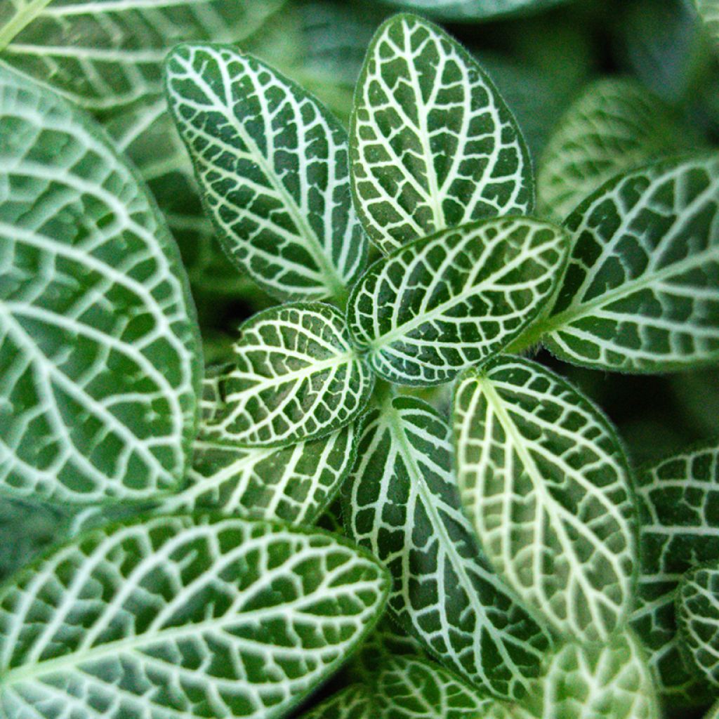 Fittonia albivenis Mini White - Nerve plant