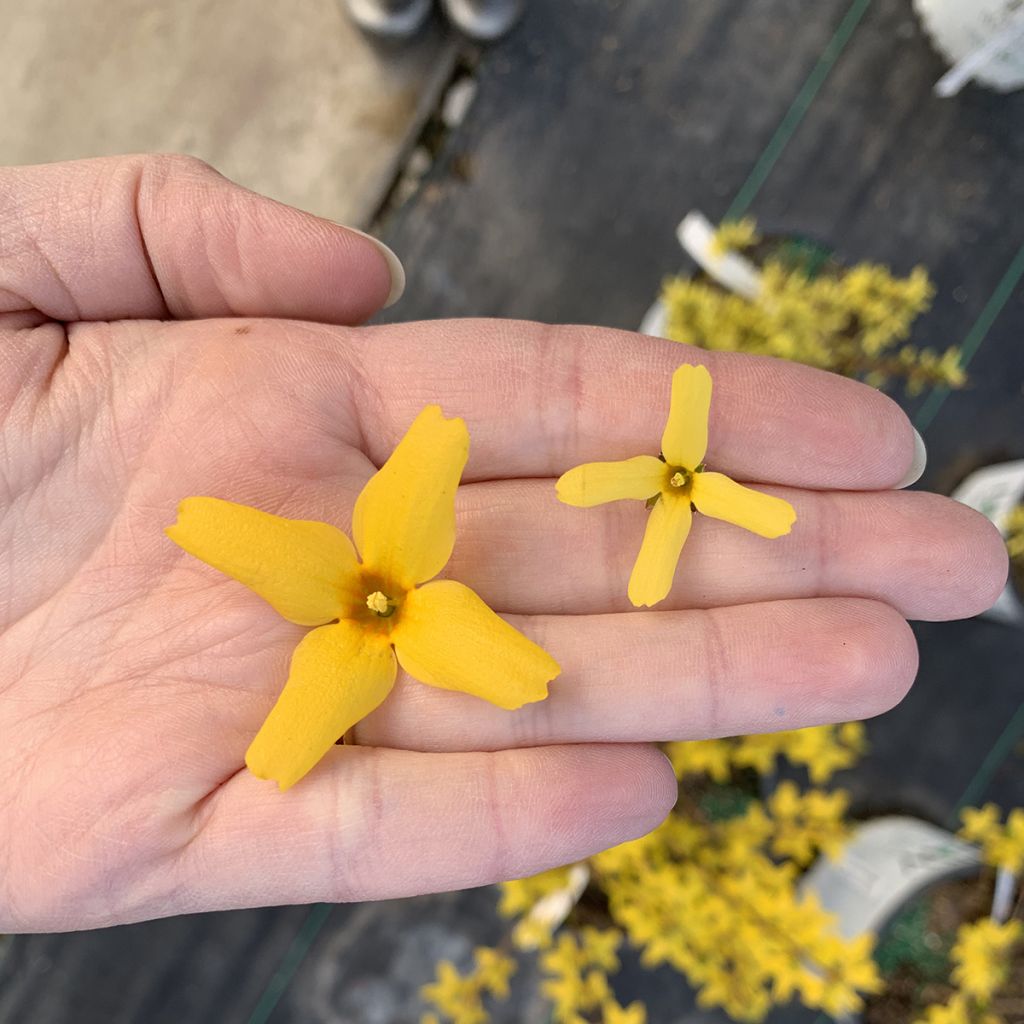 Forsythia koreana Flying Machine - Korean goldenbell tree