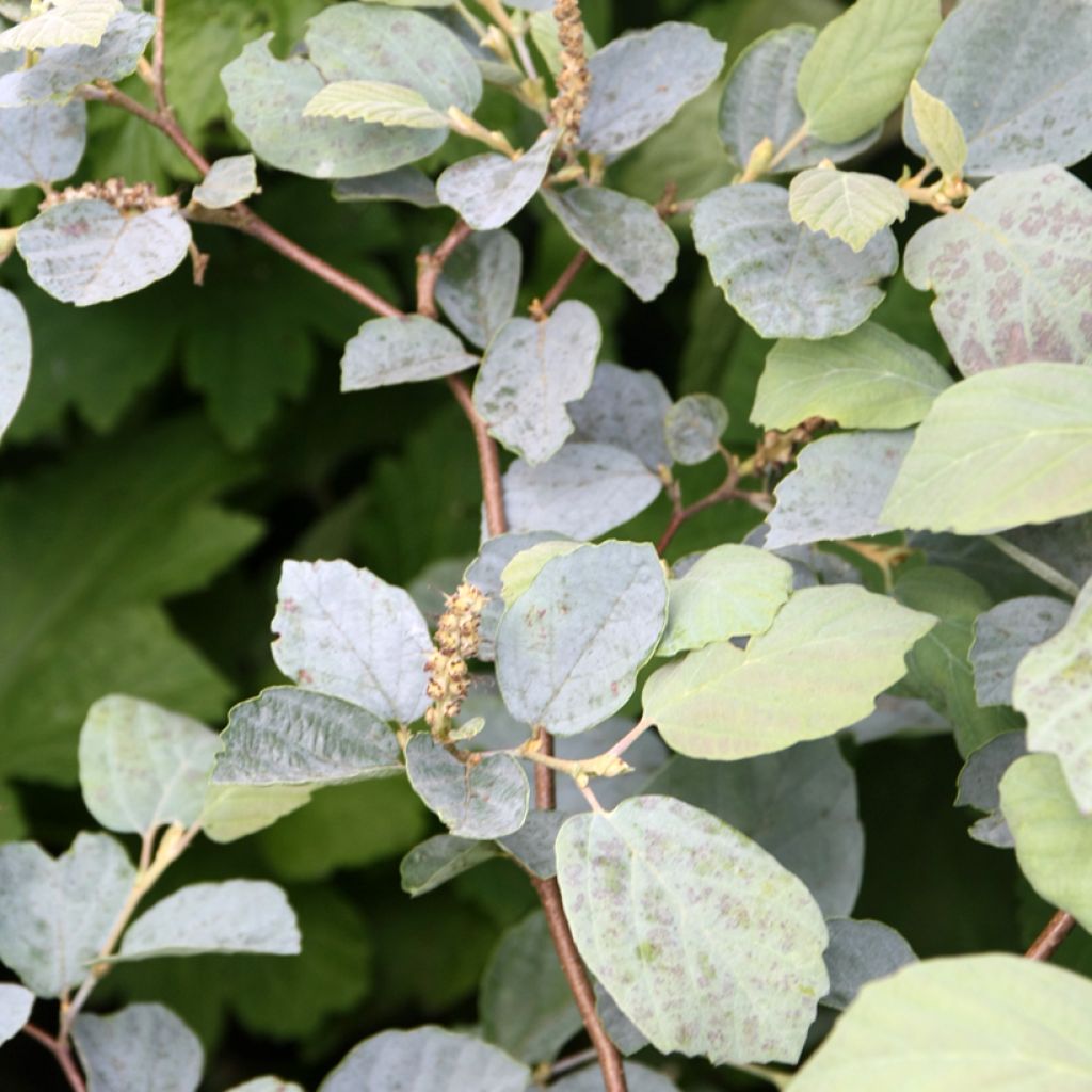 Fothergilla intermedia Blue Shadow