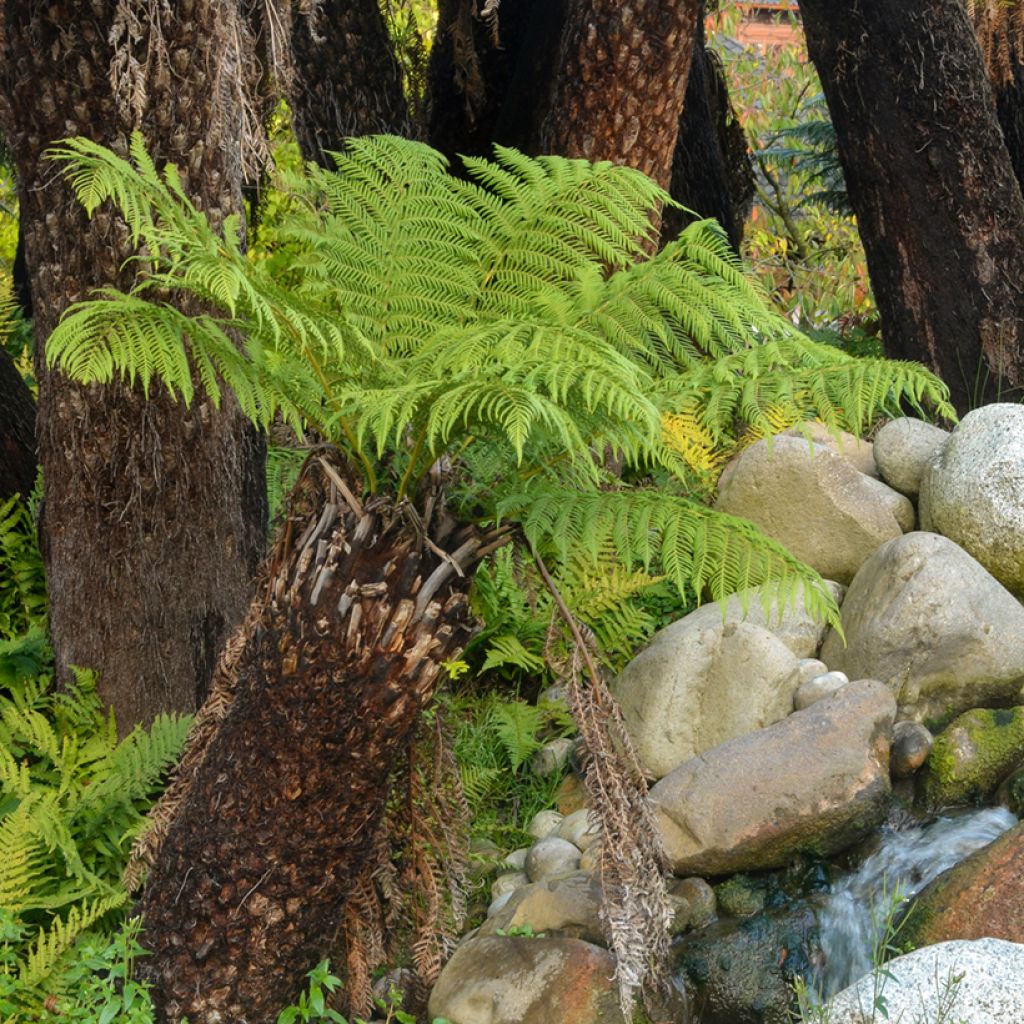 Dicksonia antarctica - Tree Fern