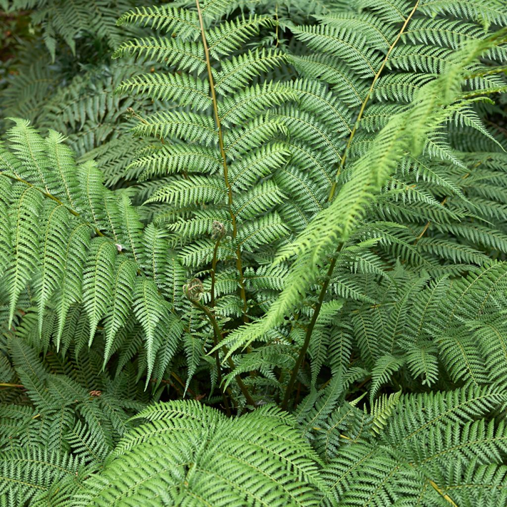 Dicksonia antarctica - Tree Fern