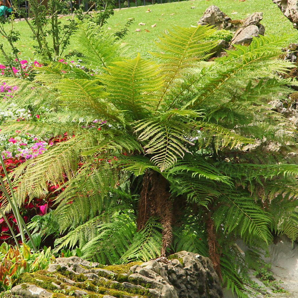 Dicksonia antarctica - Tree Fern